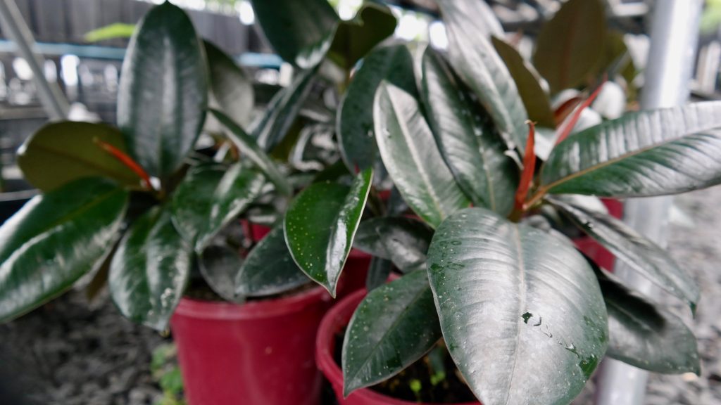 Lakeside Plants & Nursery