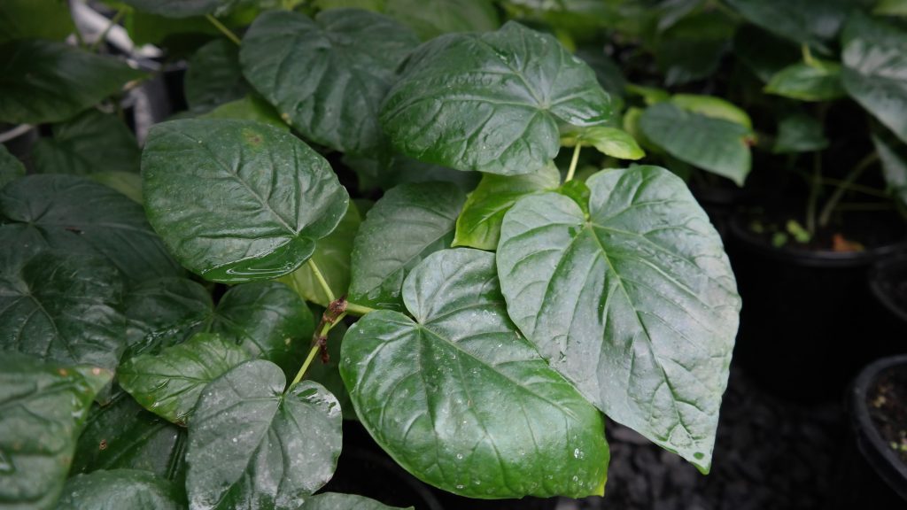 Lakeside Plants & Nursery