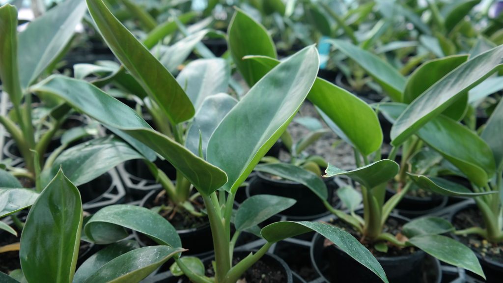Lakeside Plants & Nursery