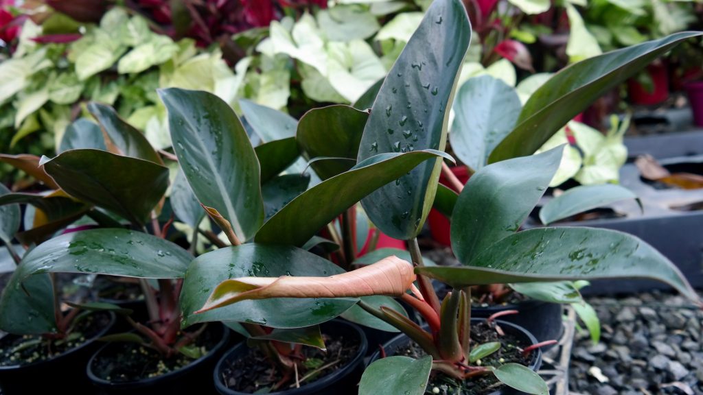 Lakeside Plants & Nursery