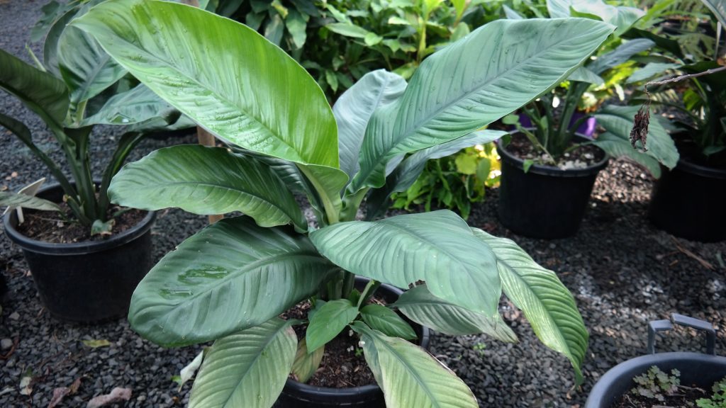 Lakeside Plants & Nursery
