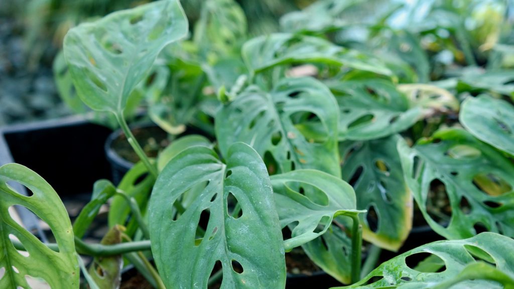 Lakeside Plants & Nursery