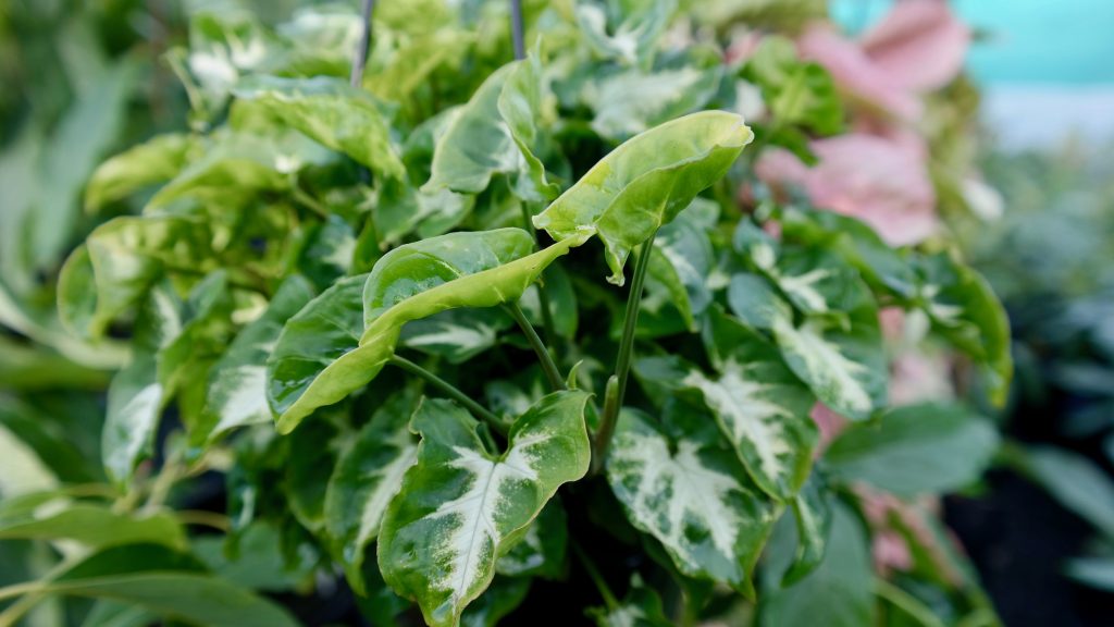 Lakeside Plants & Nursery