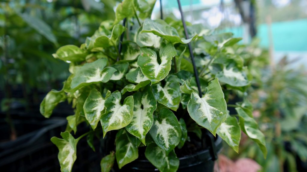 Lakeside Plants & Nursery