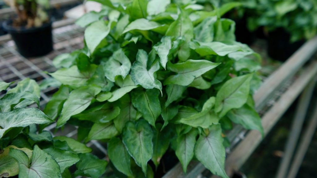 Lakeside Plants & Nursery