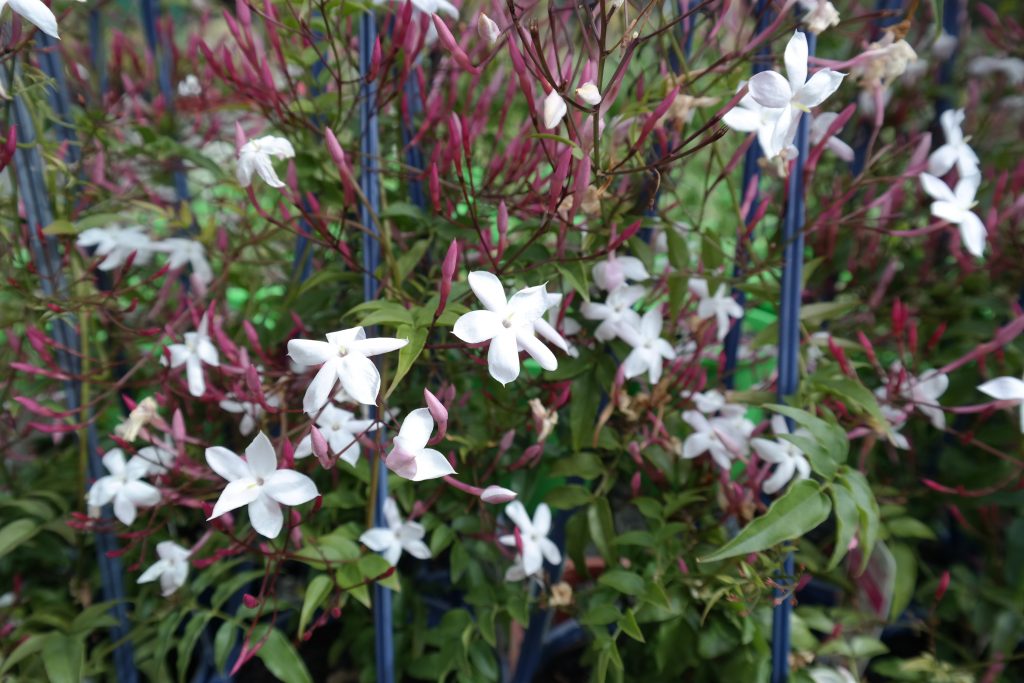 Lakeside Plants & Nursery