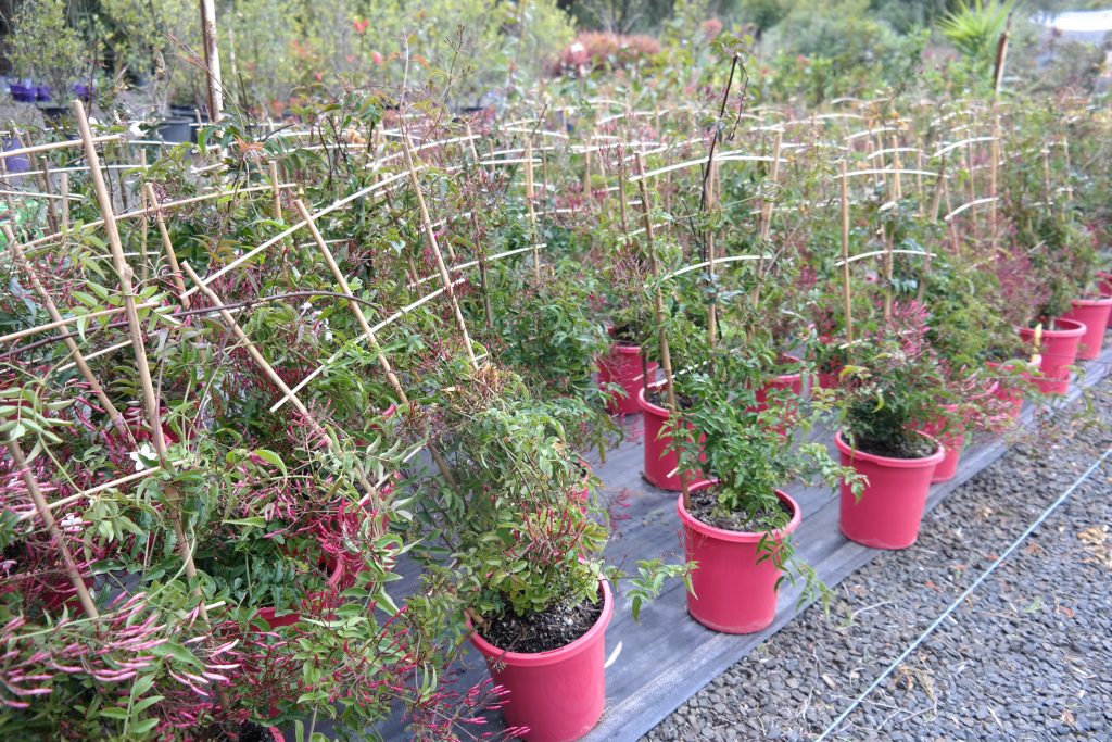 Lakeside Plants & Nursery