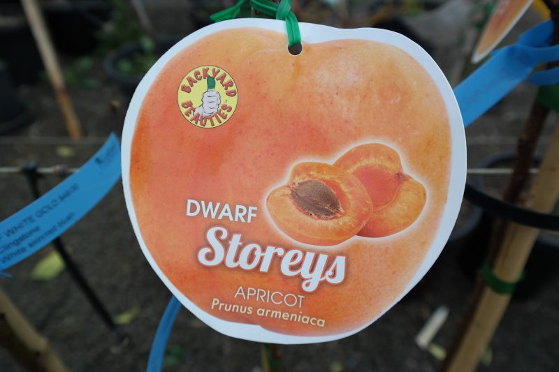 Apricot Storeys dwarf