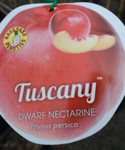 Nectarine dwarf Tuscany