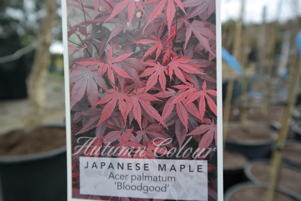 Lakeside Plants & Nursery