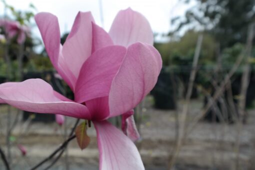 Magnolia Galaxy