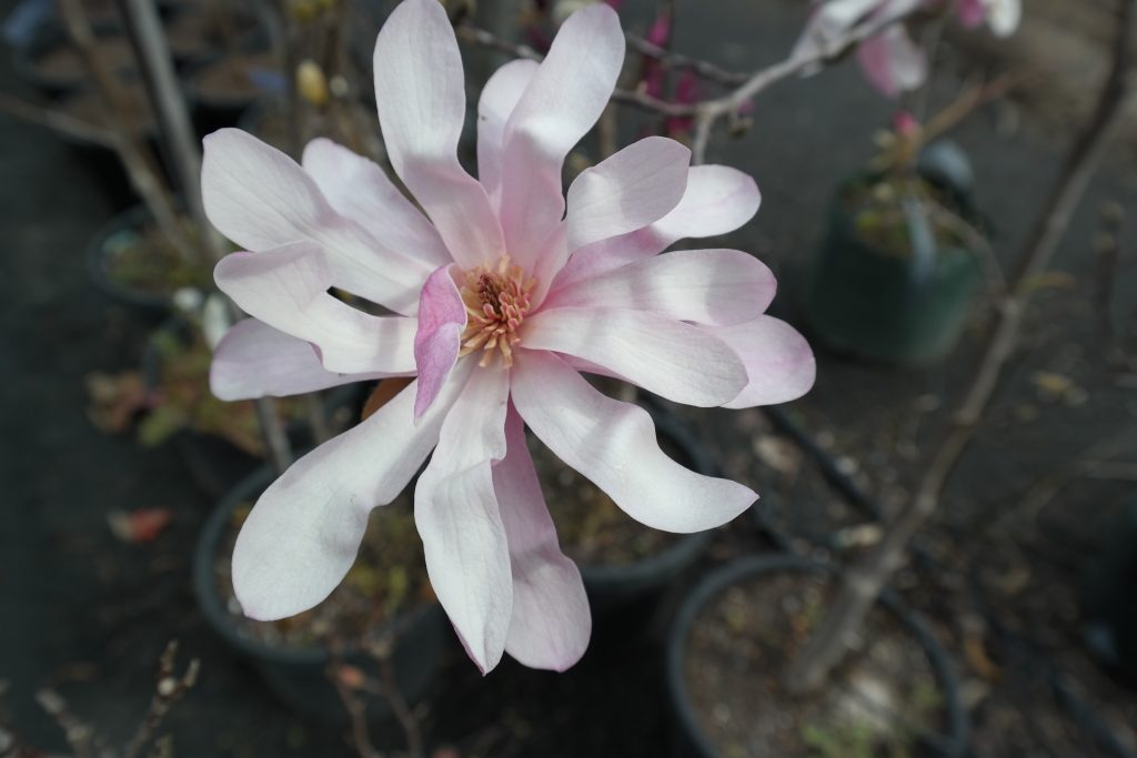 Lakeside Plants & Nursery