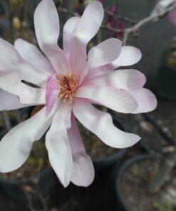 Magnolia Leonard Messel