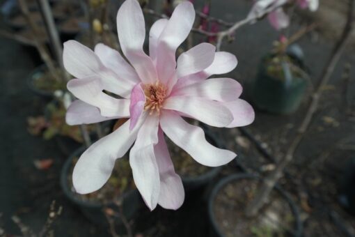 Magnolia Leonard Messel