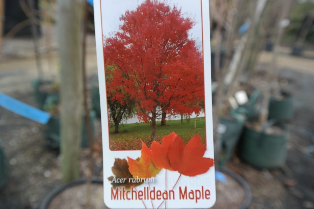 Lakeside Plants & Nursery