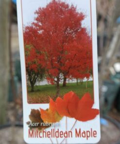 Canadian Maple Mitchelldean Acer