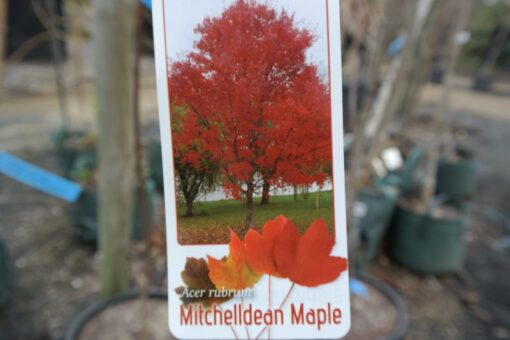 Canadian Maple Mitchelldean Acer