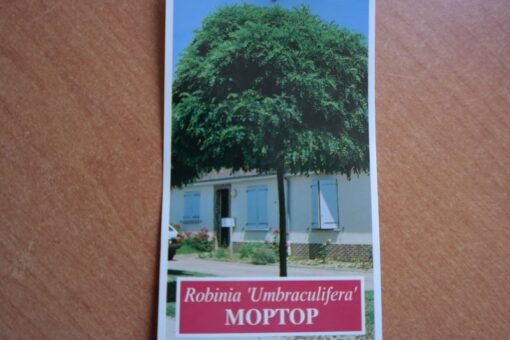 Mop top Robinia