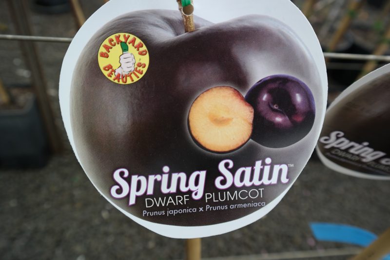 Plumcott dwarf