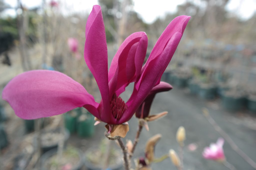 Lakeside Plants & Nursery