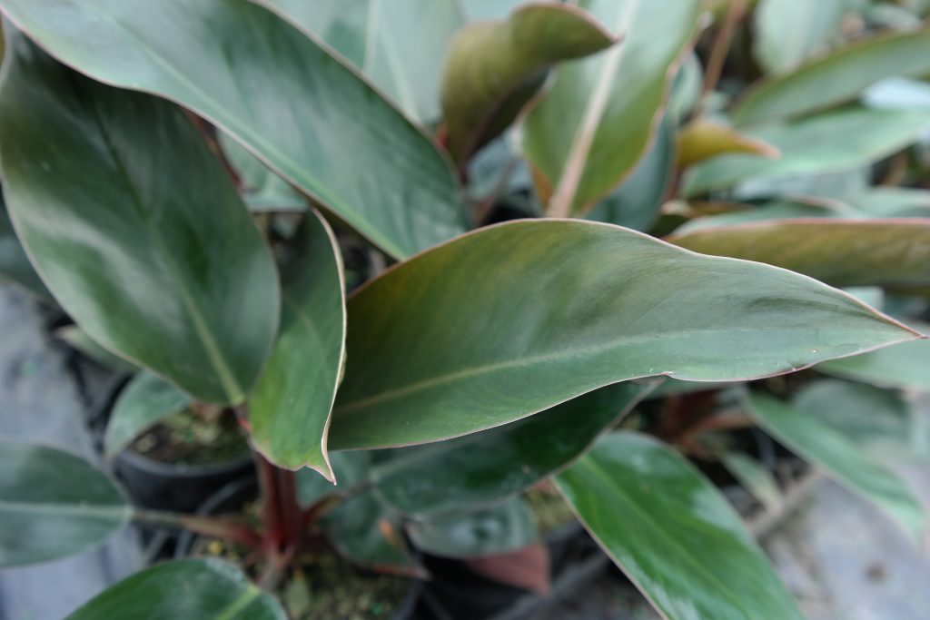 Lakeside Plants & Nursery