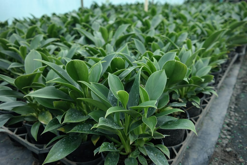 Lakeside Plants & Nursery