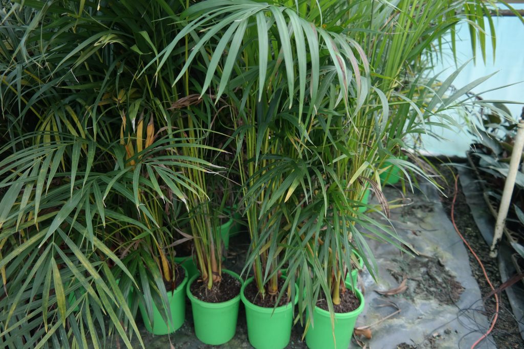 Lakeside Plants & Nursery