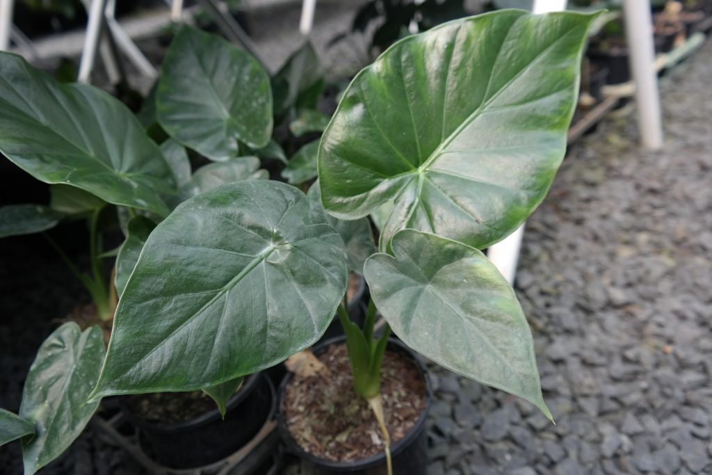 Lakeside Plants & Nursery