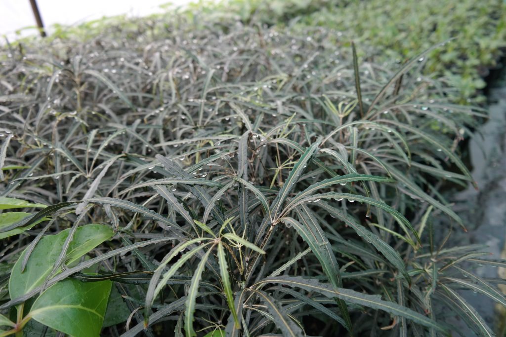 Lakeside Plants & Nursery