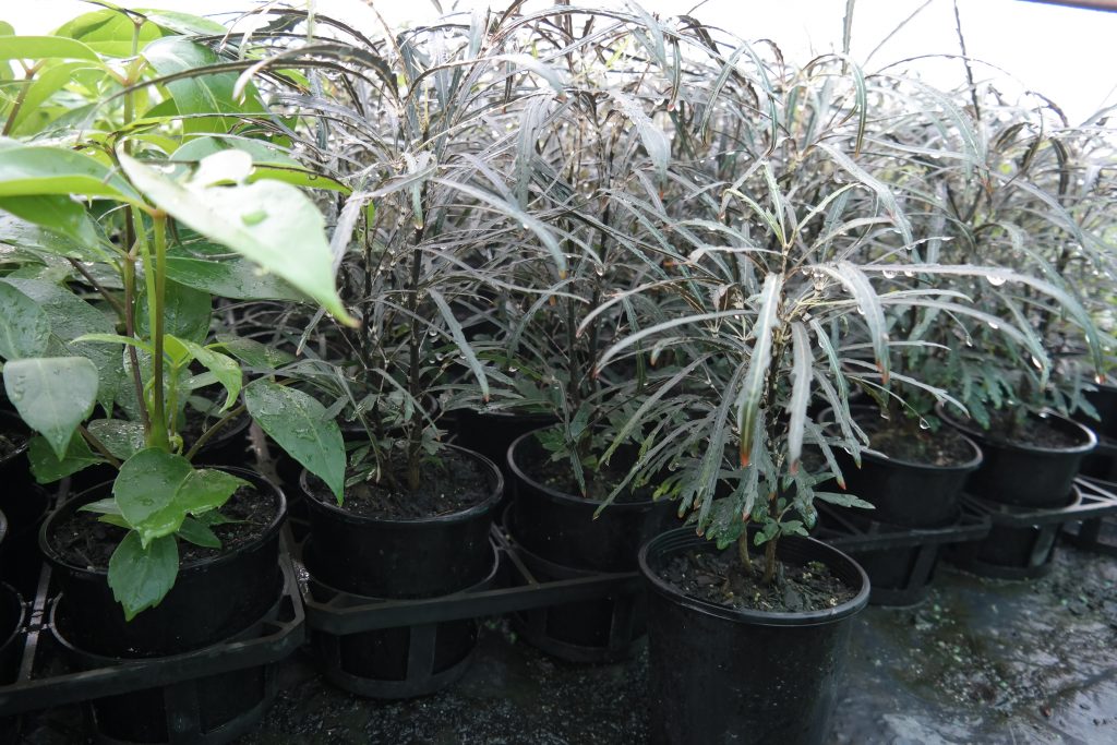 Lakeside Plants & Nursery