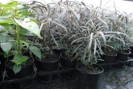 dizygotheca elegantissima - false aralia- schefflera elegantissima - plerandra