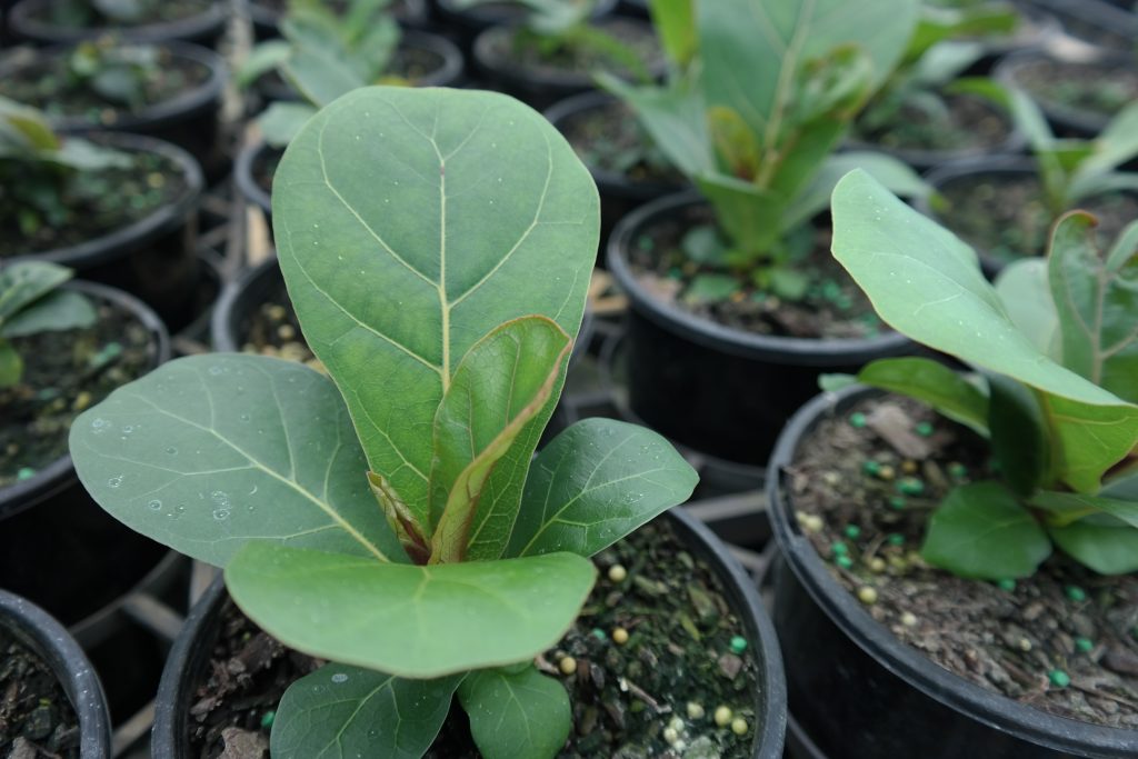 Lakeside Plants & Nursery