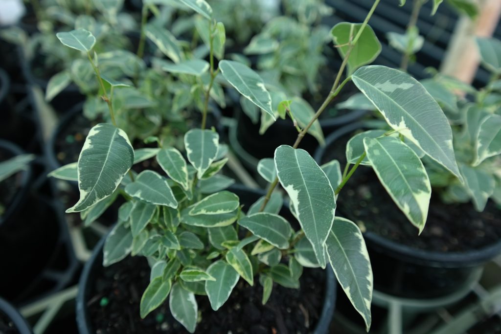 Lakeside Plants & Nursery