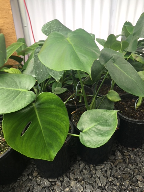 Lakeside Plants & Nursery