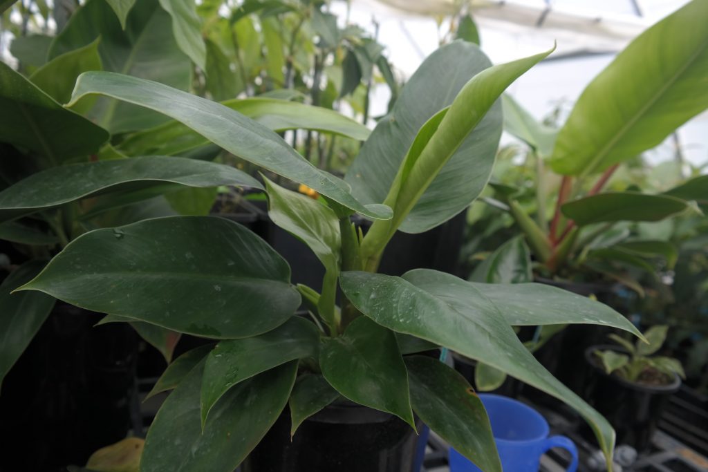 Lakeside Plants & Nursery