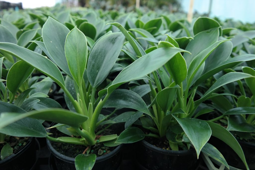 Lakeside Plants & Nursery