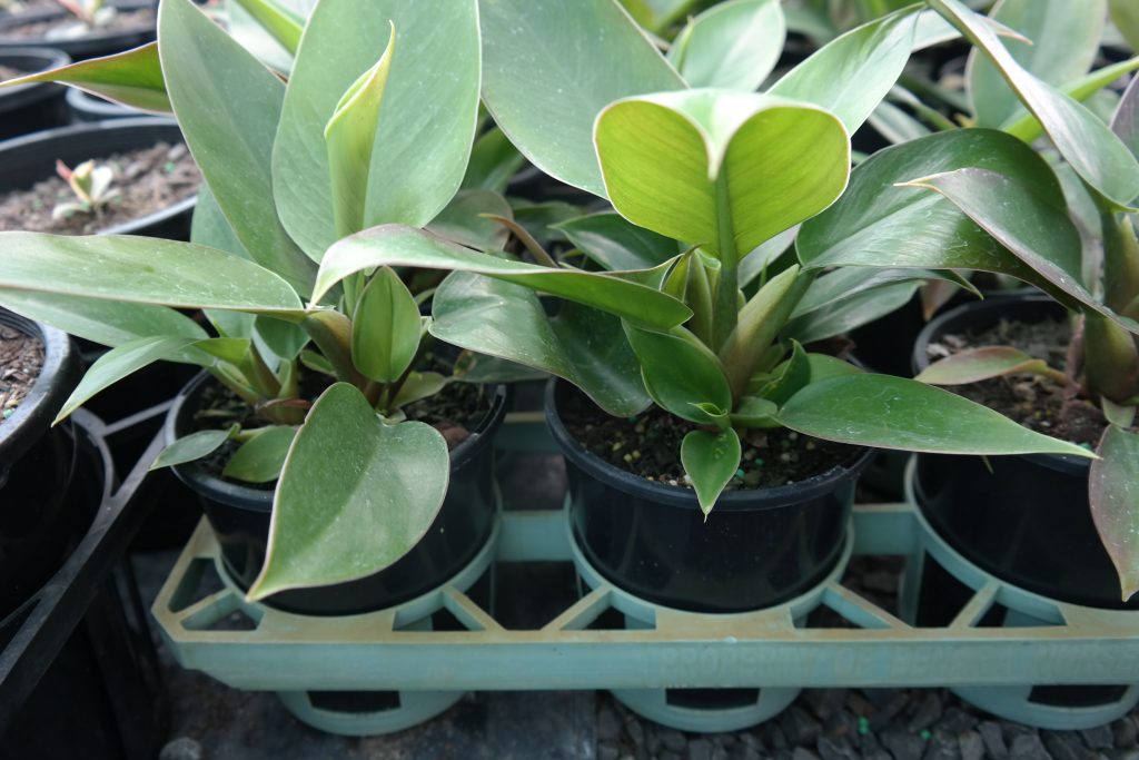 Lakeside Plants & Nursery