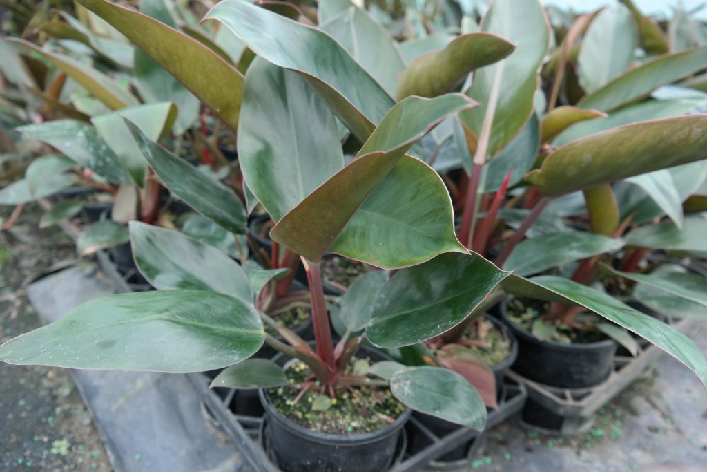 Lakeside Plants & Nursery