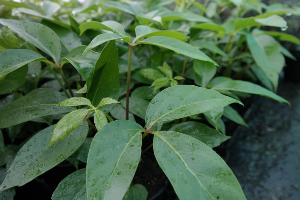 Lakeside Plants & Nursery