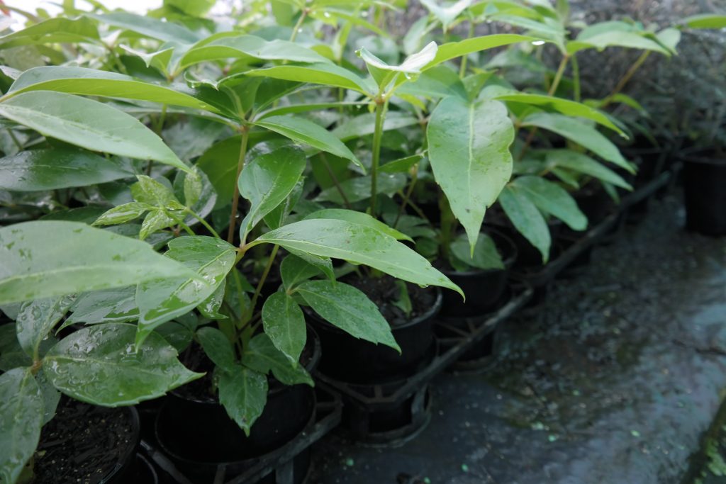 Lakeside Plants & Nursery