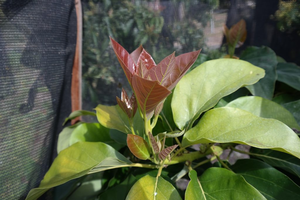 Lakeside Plants & Nursery