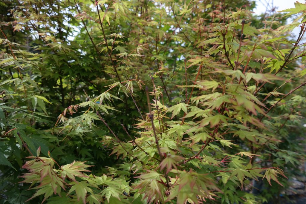 Lakeside Plants & Nursery