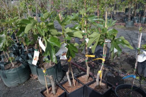 fig-white adriatic