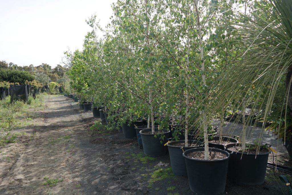 Lakeside Plants & Nursery