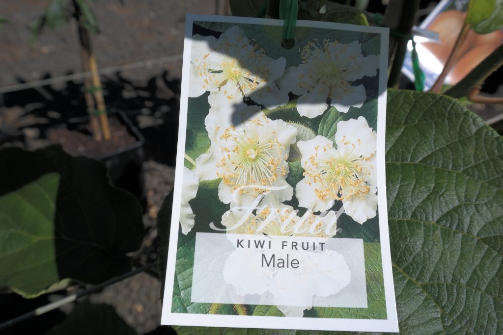 Lakeside Plants & Nursery