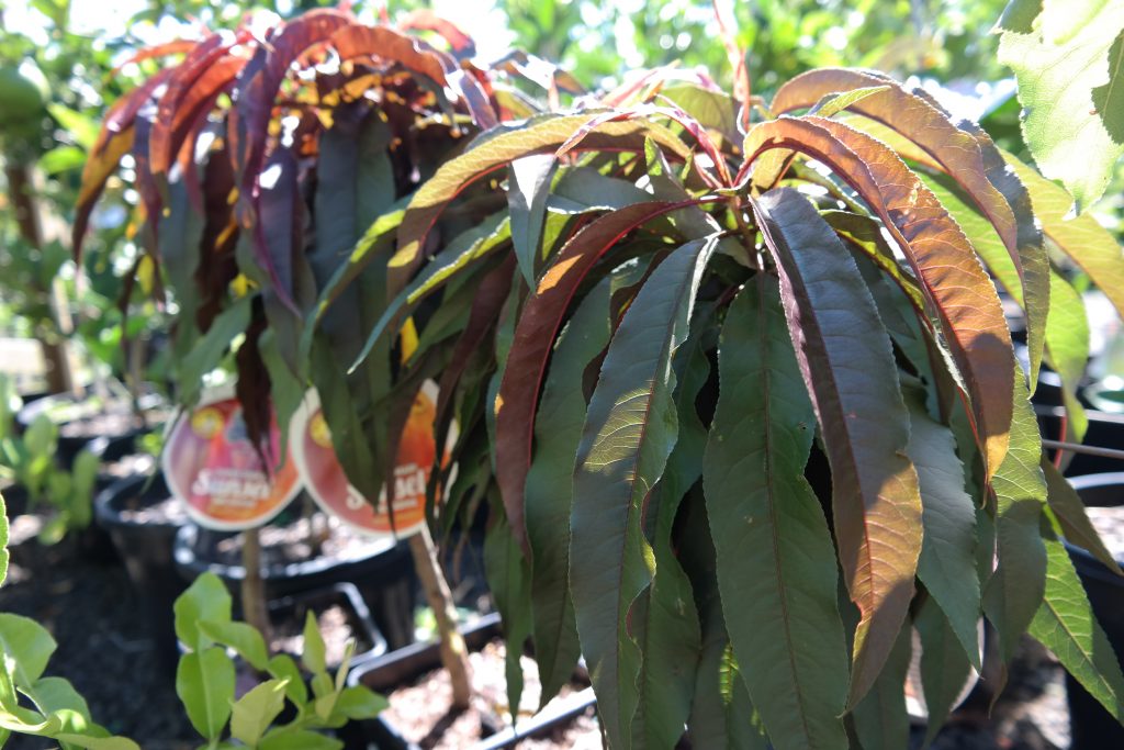 Lakeside Plants & Nursery