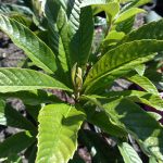 Loquat