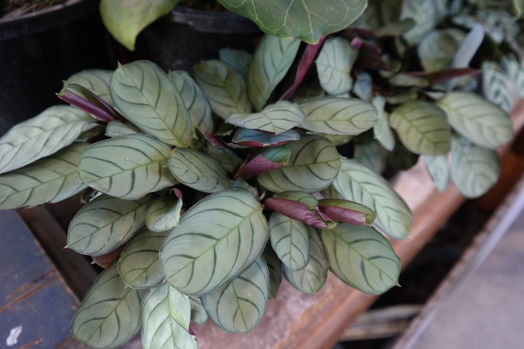 Lakeside Plants & Nursery