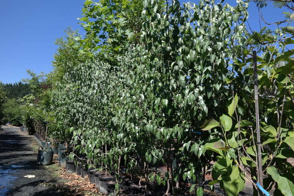 Lakeside Plants & Nursery