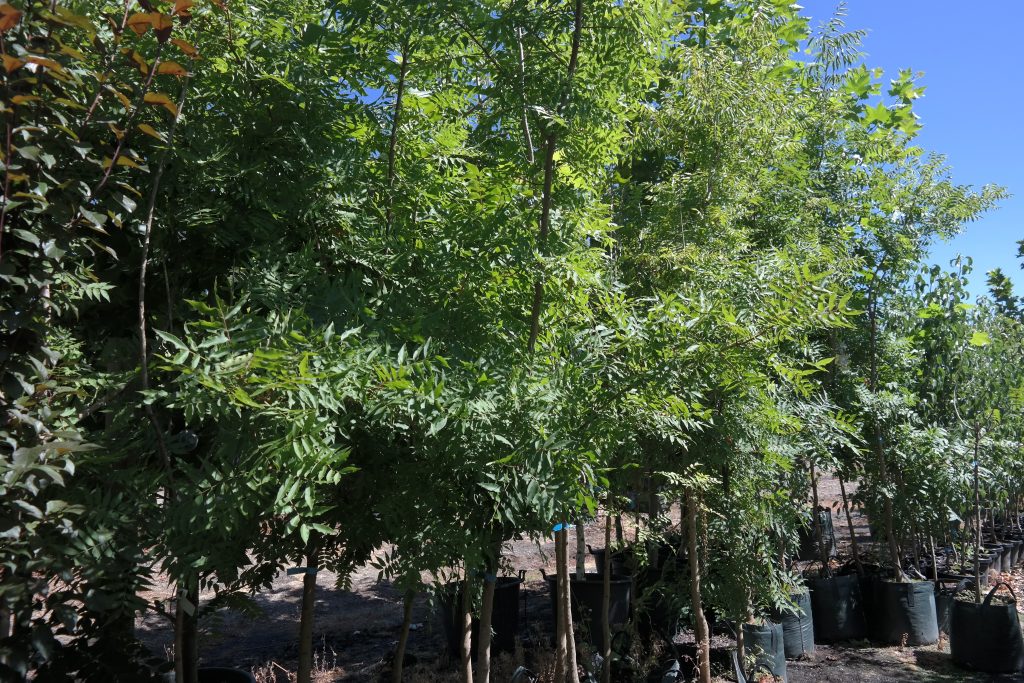 Lakeside Plants & Nursery